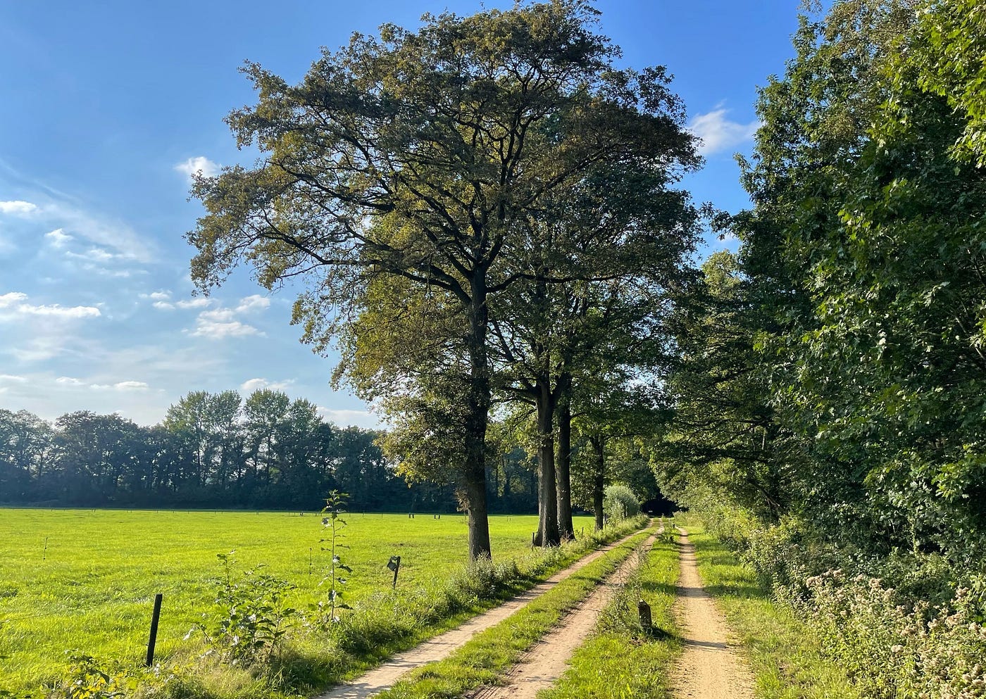 A quiet lane in the Dutch countryside with trees on the right and a green meadow on the left.