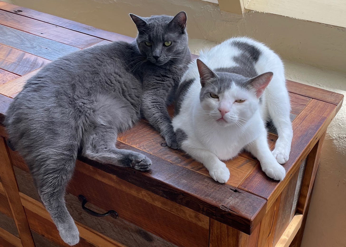 Two cats lying next to each other on a dresser, looking directly at the camera.