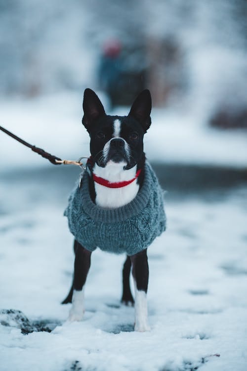 Free Black and White Short Coated Dog Wearing Blue Sweater on Snow Covered Ground Stock Photo