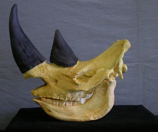 White Rhinoceros Skull Replica RS063