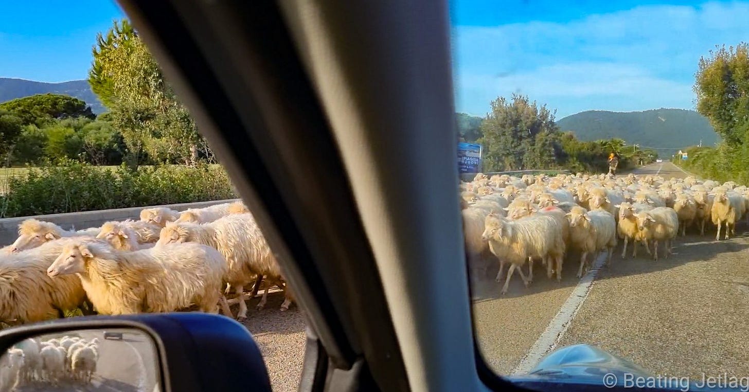 Encountering some sheep on the road in Sardinia, Italy