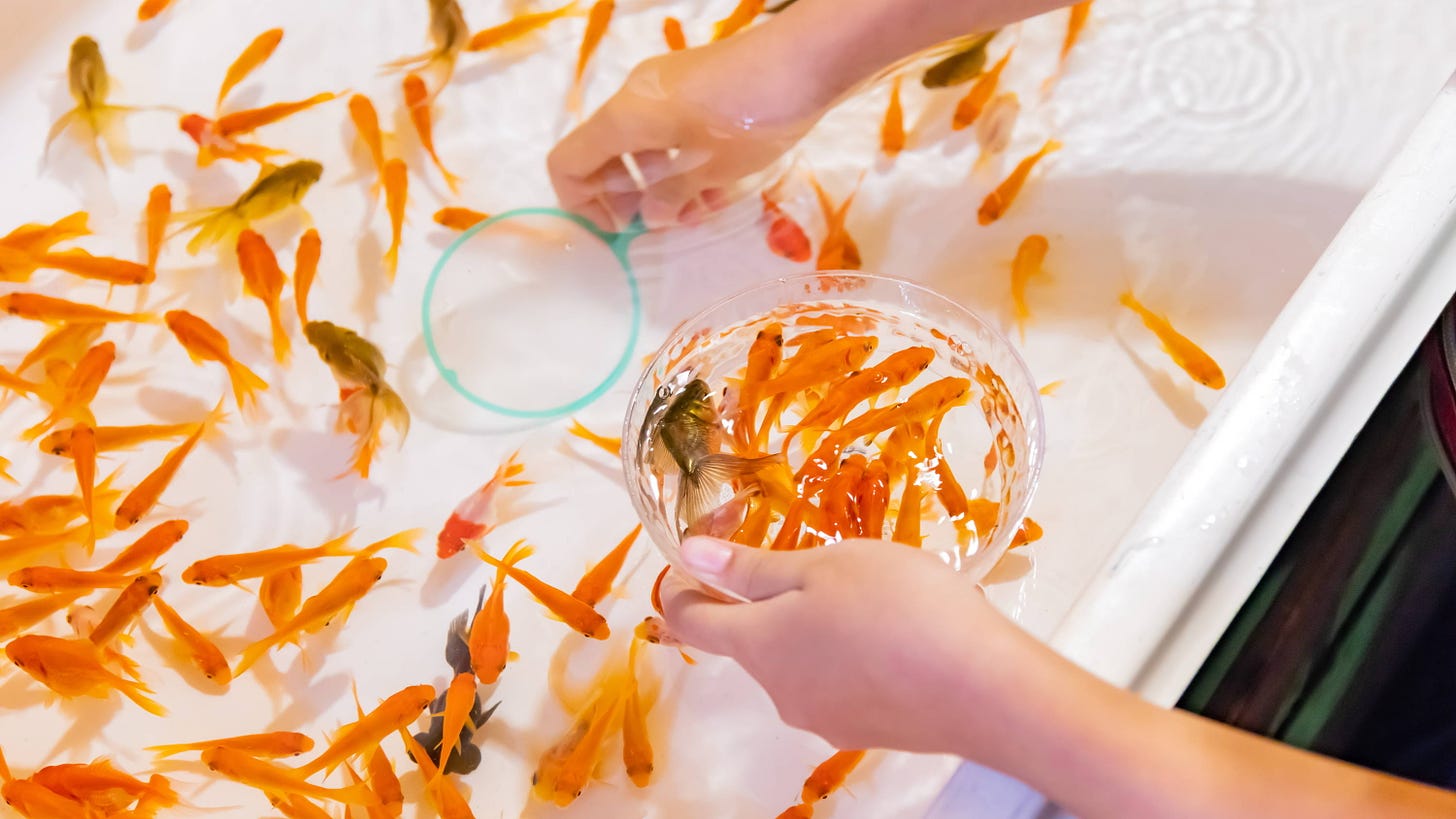 Kingyo Sukui: Japanese Goldfish Scooping at Home – Bokksu