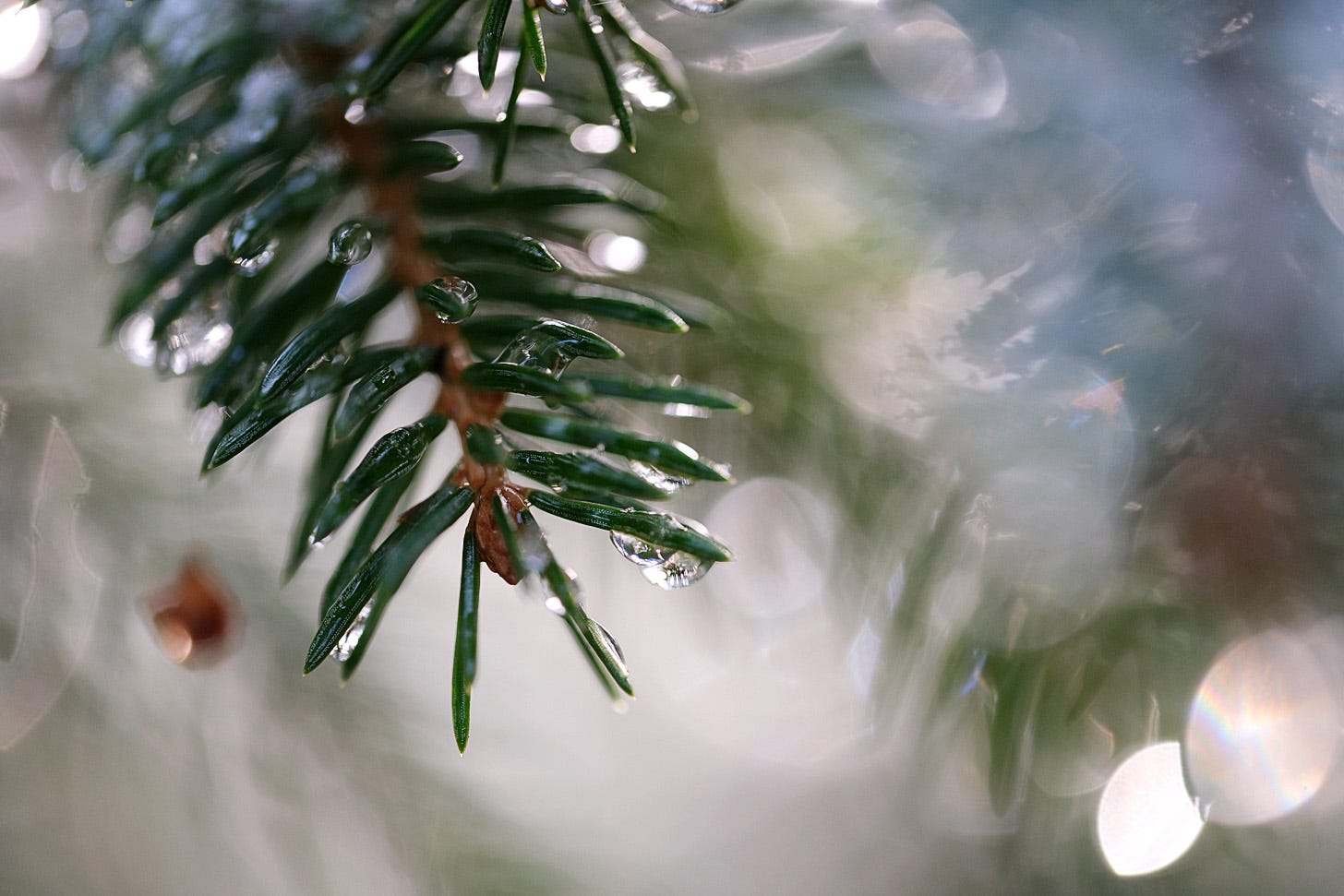 Frozen drops of water decorate spruce branches