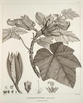 botanical drawing by Humboldt from wikimedia