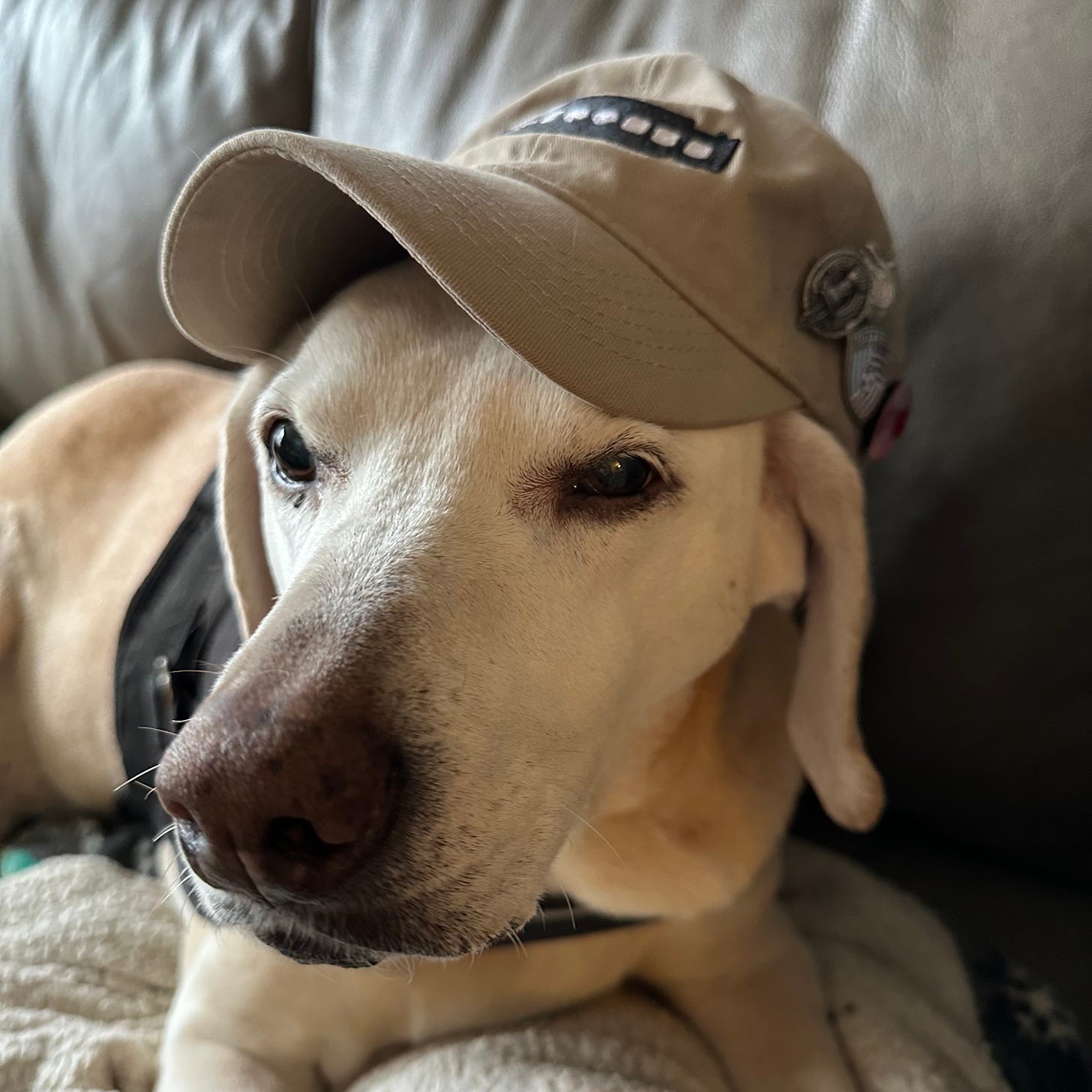 A dog laying on a sofa, wearing a baseball cap with the 100 Harmonicas logo stitched in front. The cap is tan and the dog is a short hair Vizula-mix named Zoey. Zoey is 14 years old so she is mostly white or very light tan, aging from her origina; deep red coat.
