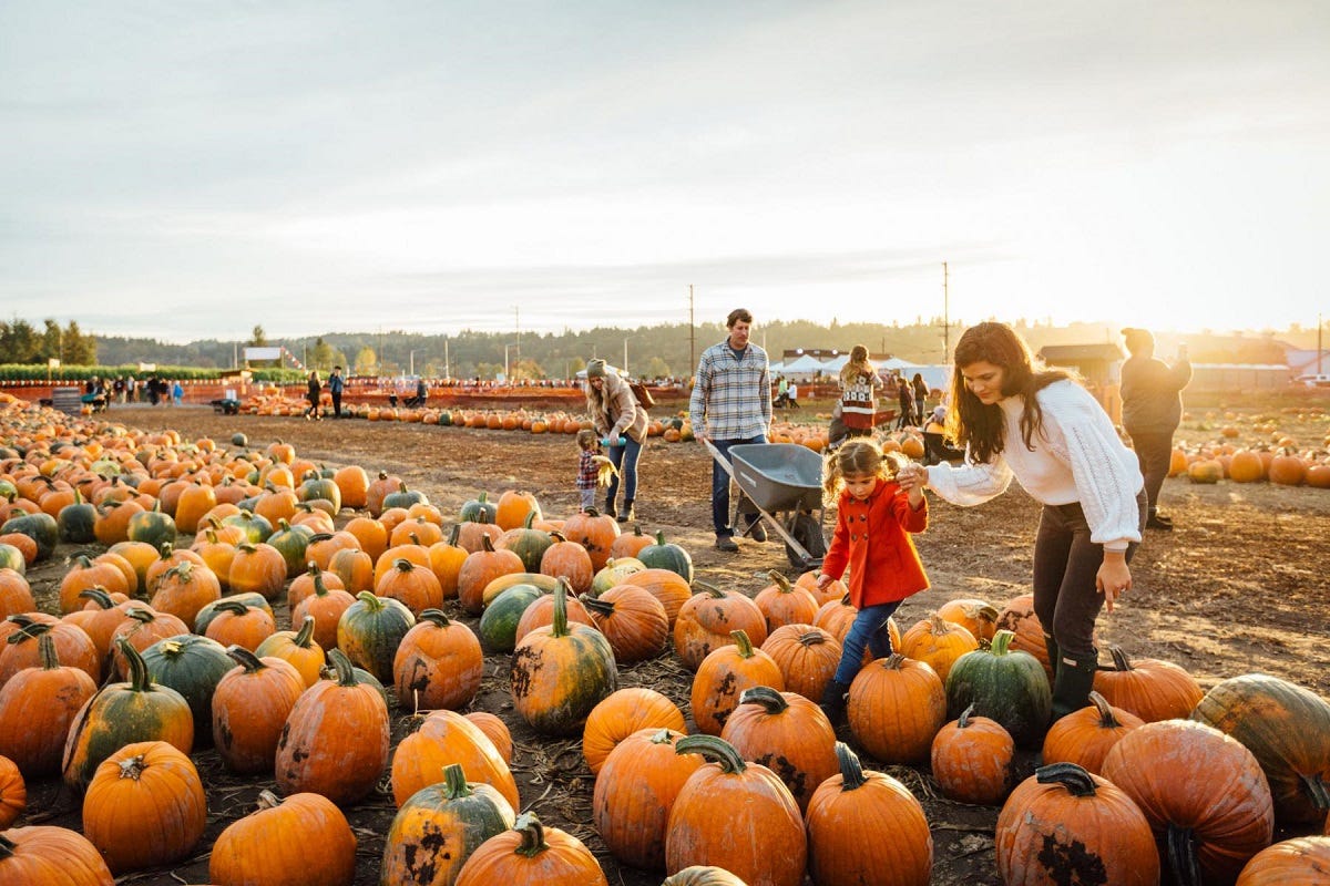 Pumpkin patches near Seattle: How to find the best one