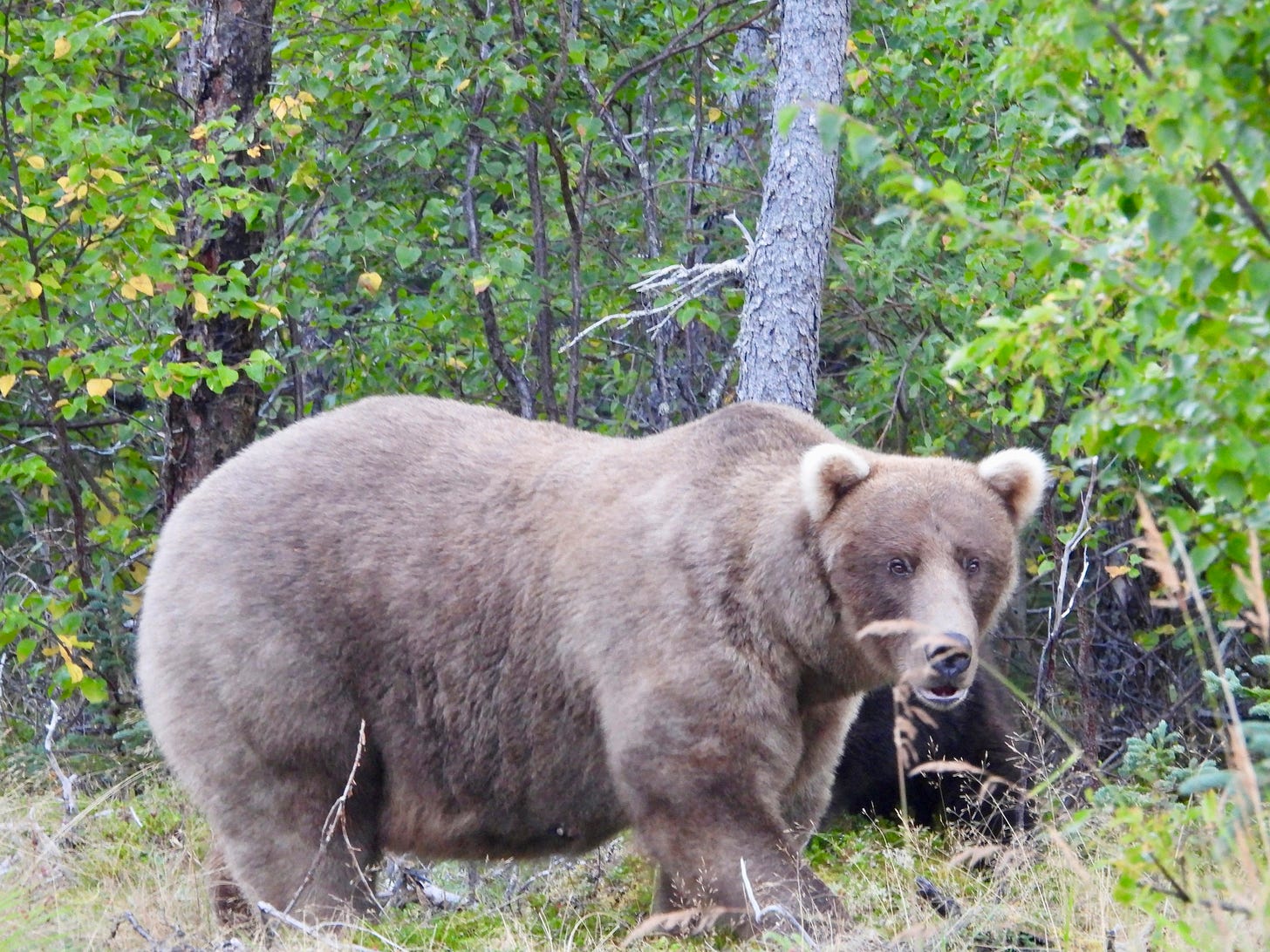 128 Grazer_09122024 (NPS-M. Carenza).JPG