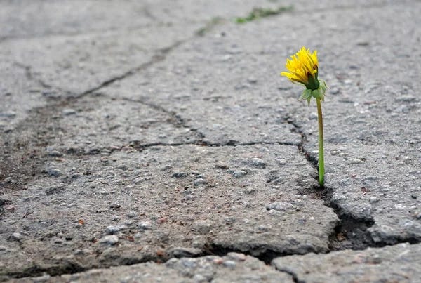 Flower in the asphalt Images - Search Images on Everypixel