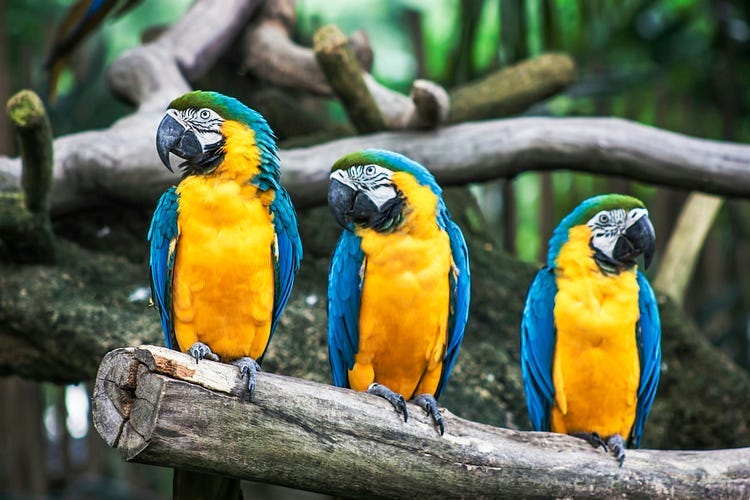 hree colourful birds on a branch.