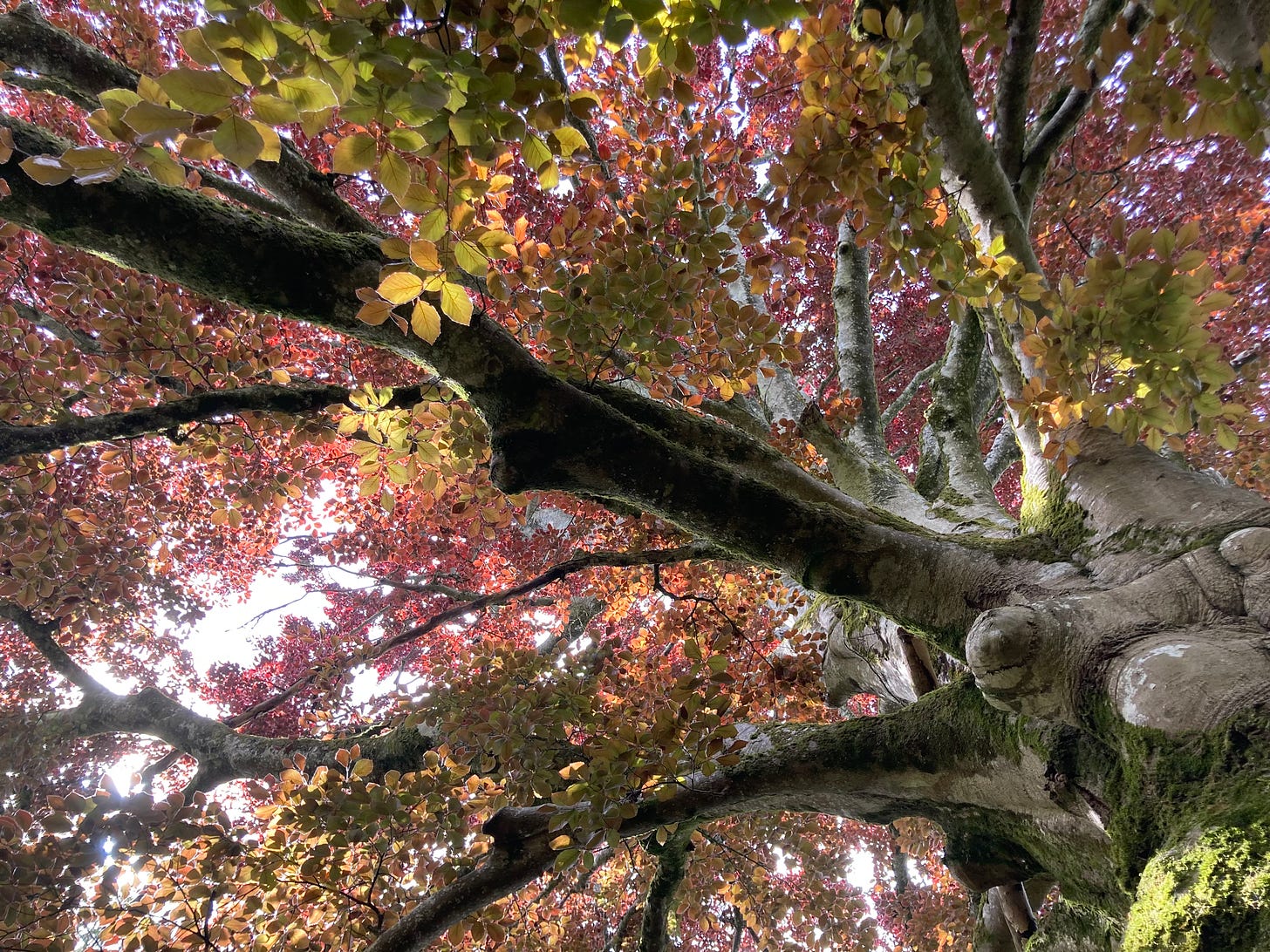 A deciduous tree's branches and leaves stretch overhead. The leaves are in varying shades of purple and green. The trunk is gnarled and covered in moss