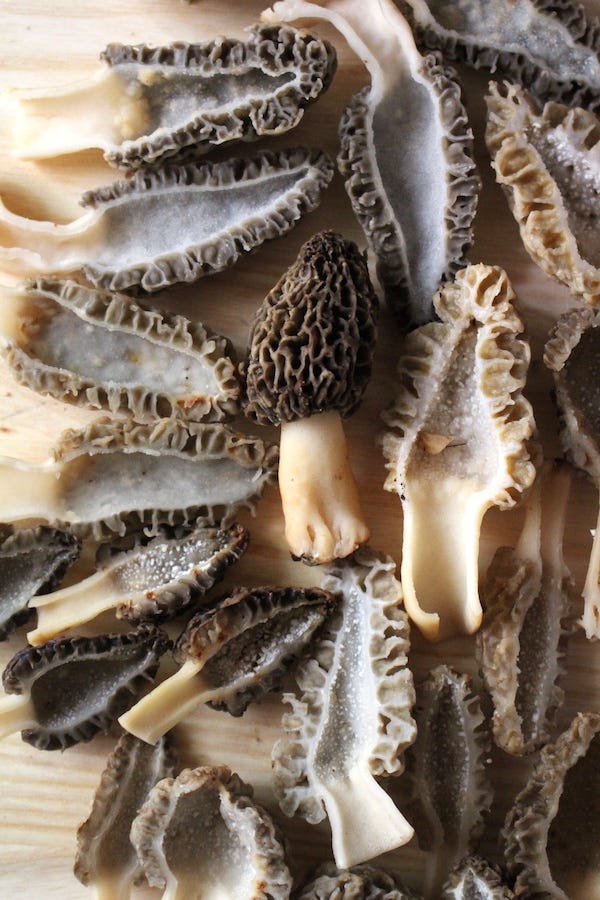 Cross section of morel mushrooms showing the hollow insides.