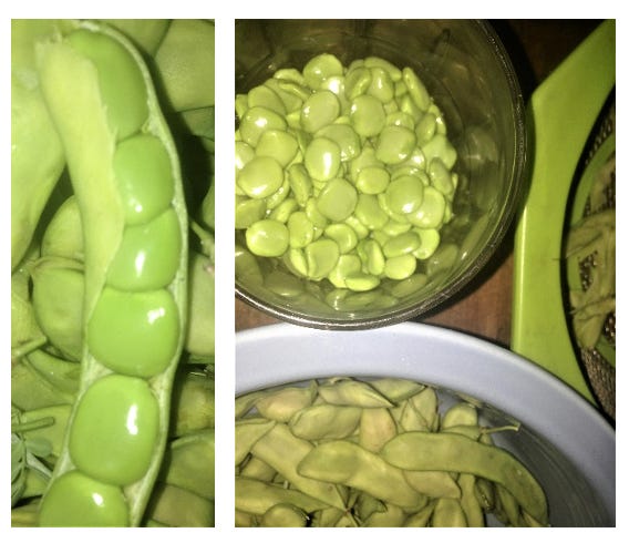 Palo verde beans