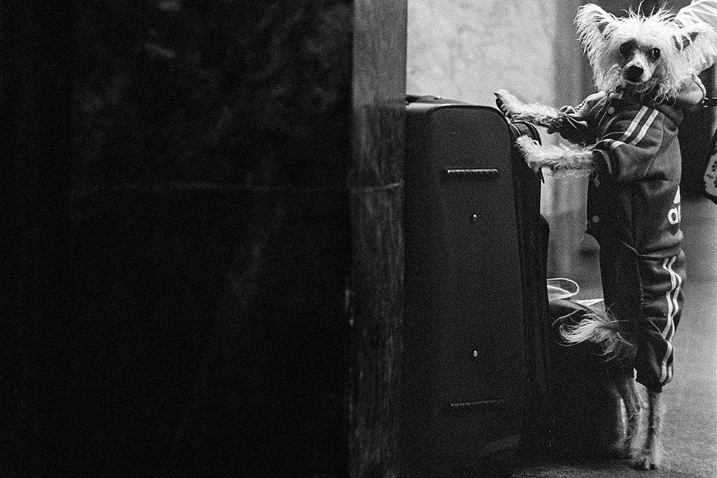 A black and white street photograph of a small dog wearing an Adidas tracksuit. The dog is standing on its hind legs, with its front paws resting on what appears to be a suitcase or large bag. The image is cropped tightly, focusing on the dog's upper body and head. The dog's fur is light-colored and appears fluffy, with its ears perked up. The contrast between the dog's unexpected attire and its alert posture creates a whimsical and slightly surreal scene, capturing a moment of urban quirkiness.