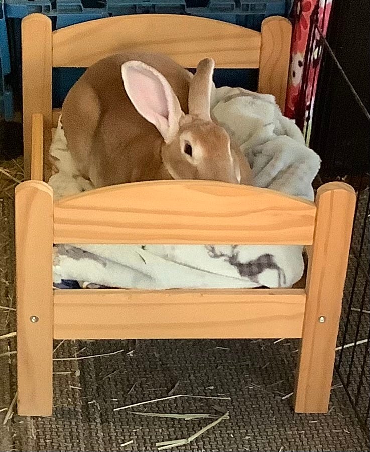 Rabbit in small bed