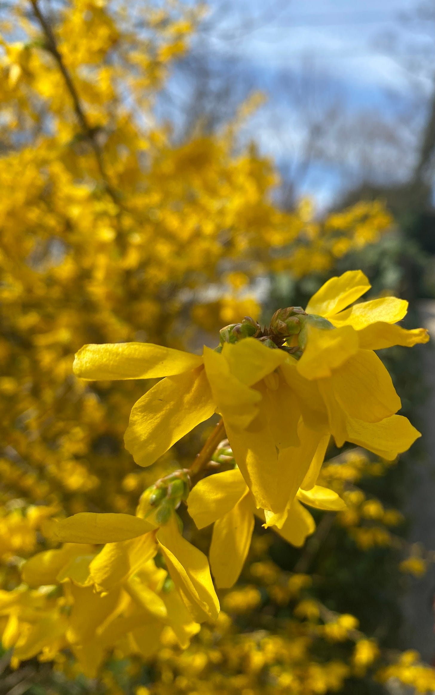 yellow forsythias