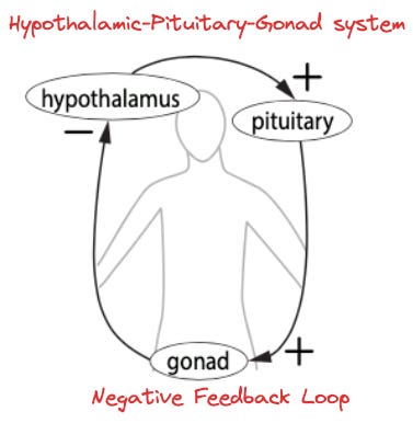 Hypothalanmic-Pituitary-Good System