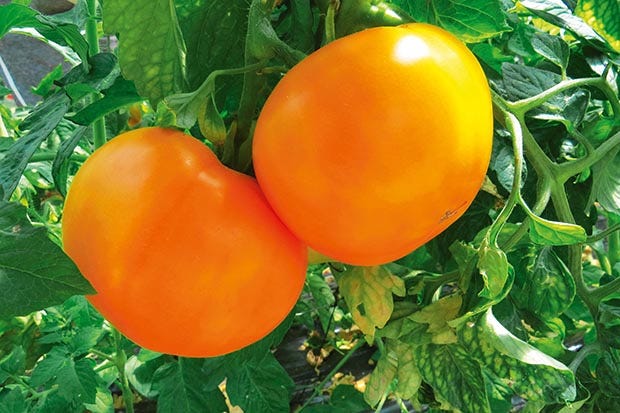 Cancer researchers testing tetra-cis-lycopene content of Moonglow tomatoes