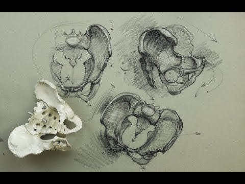 ANATOMY FOR ARTISTS: The Pelvis-Constructions and general parts to know for drawing ANATOMY FOR ARTISTS: The Pelvis-Constructions and general parts to know for drawing