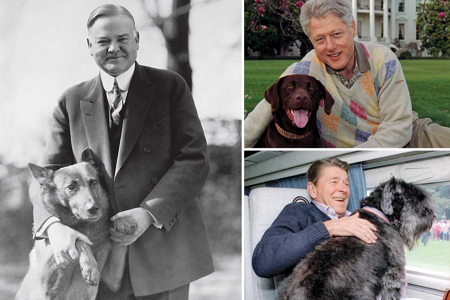 Meet the presidential dogs who lived in the White House Meet the presidential dogs who lived in the White House