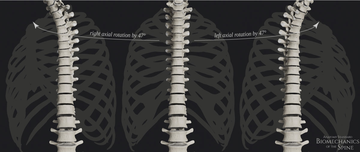 Biomechanics of the Spine: the ROM of the Spine