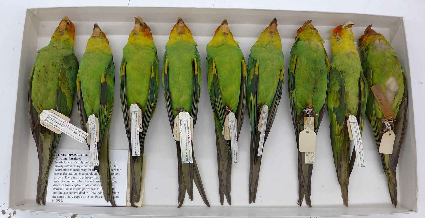 A museum box containing nine parakeet carcasses, each tagged A museum box containing nine parakeet carcasses, each tagged