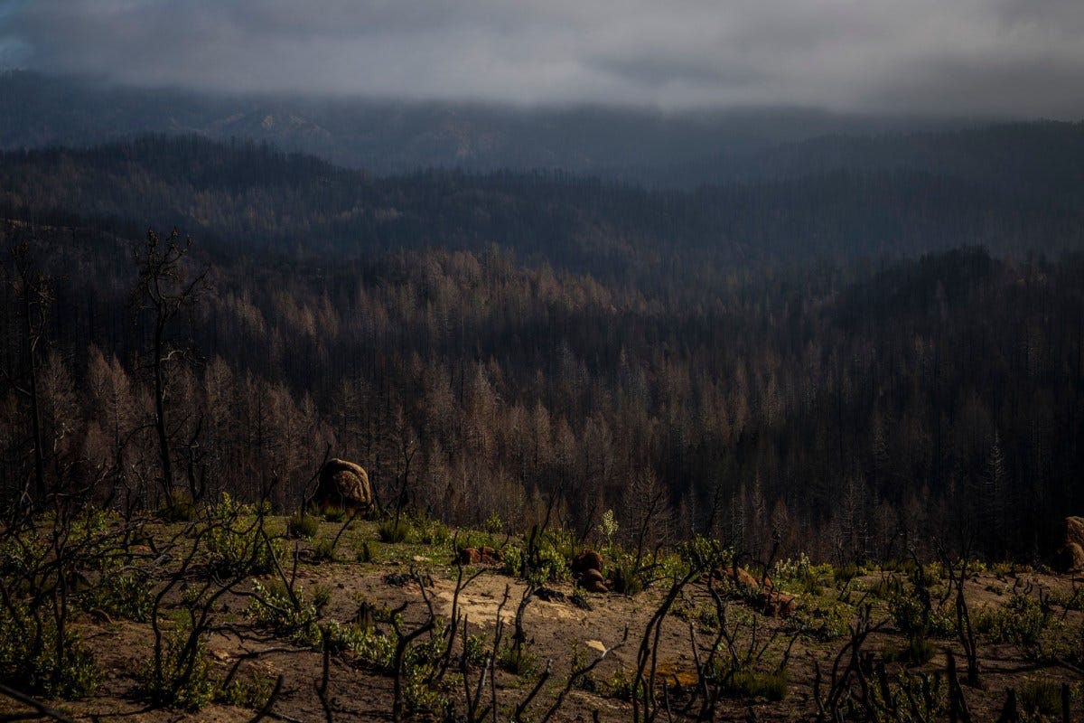 A view of Big Basin Redwoods State Park in Boulder Creek on April 22, 2021. Most of the park burned in 2020's CZU Complex wildfire. Photo by Max Whittaker courtesy of Save the Redwoods League
