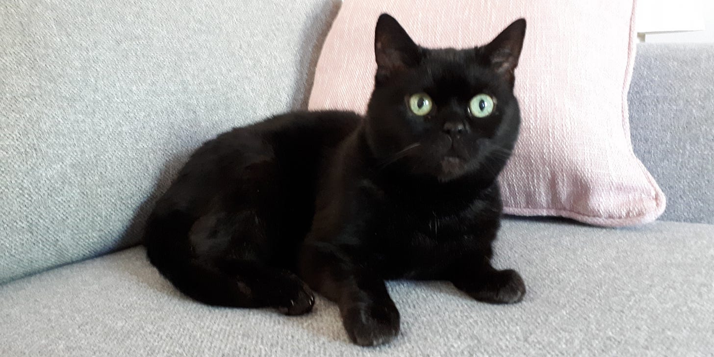 A black cat, Charley