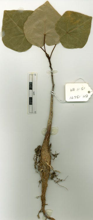 Brachychiton australis [tuber - ATLAS - Centre for National Biodiversity Research, 1988].jpeg