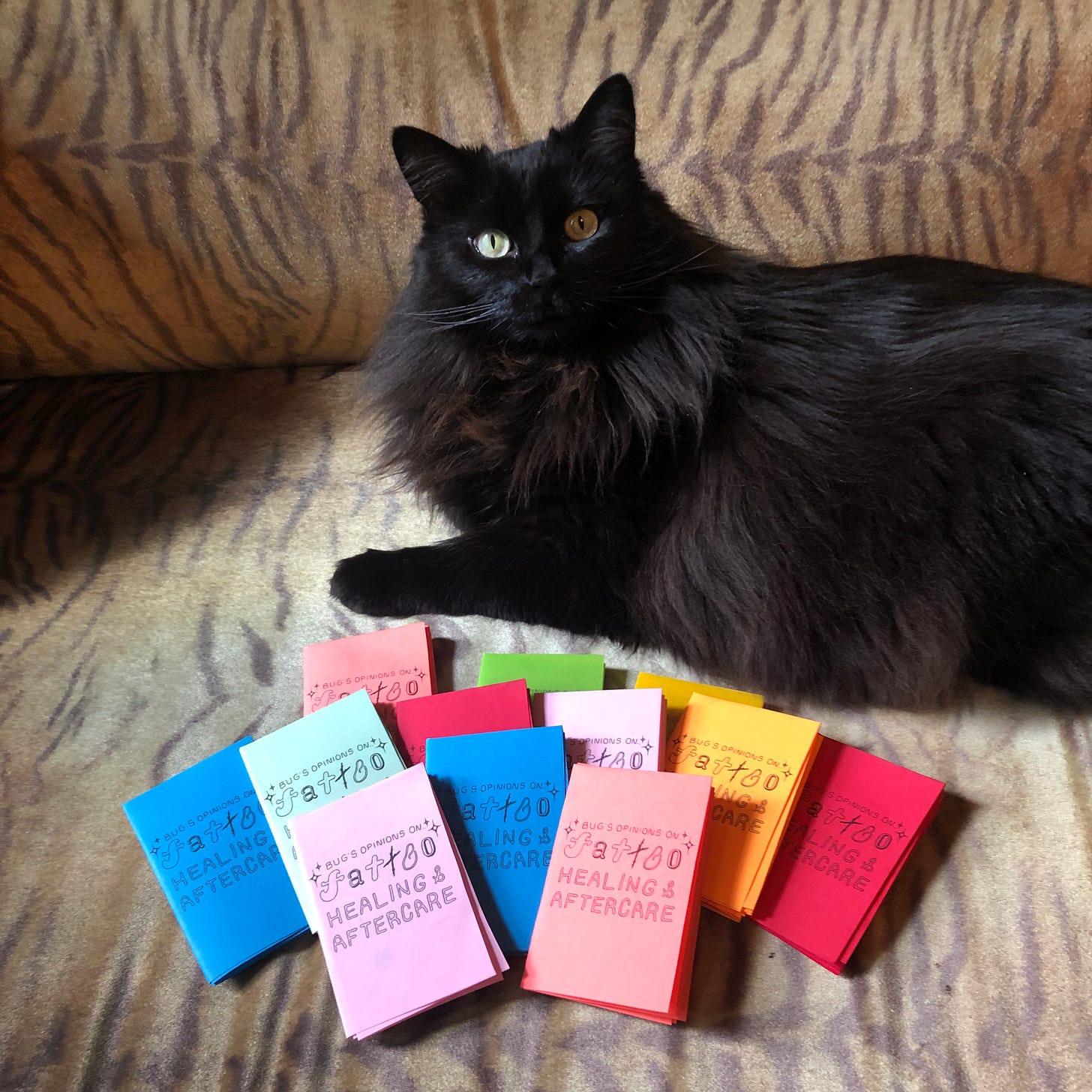 ID: Moss a black fluffy cat sits behind a collection of colourful pocket sized zines on a cheetah print chez lounge with wide eyes 