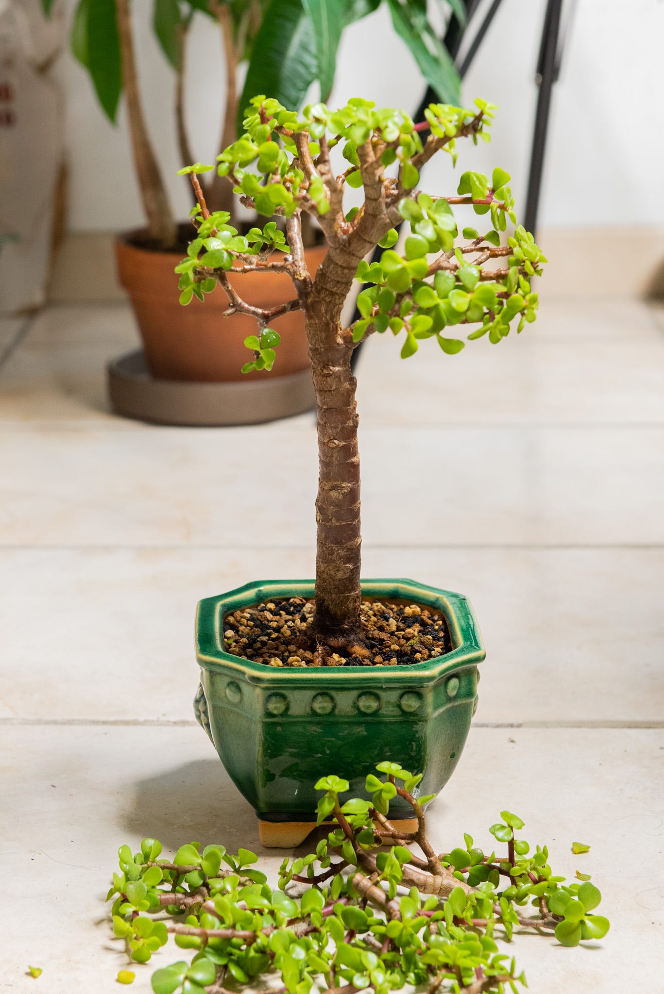 ID: The tree with some of the canopy trimmed, with the cuttings placed on the tile floor in front of the pot