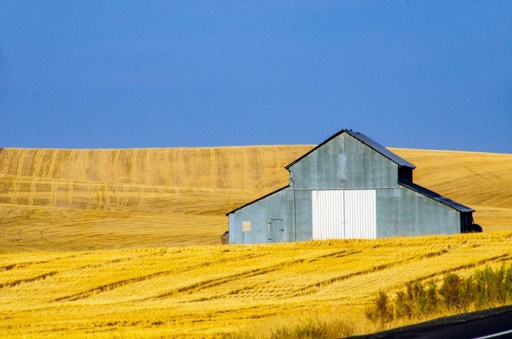 GettyImages-1311159189 wheat