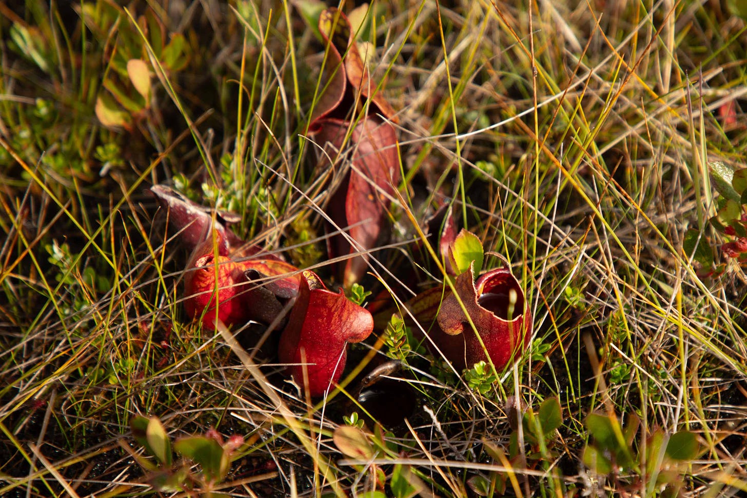 The red mouth of a pitcher plant opens its maw to the descending dew, rain and salt spray to catch whatever hydration it can at Polly’s Cove, an open bog on Nova Scotia’s Eastern shoreline. Photo credit: Nancy Forde | nancyforde.com