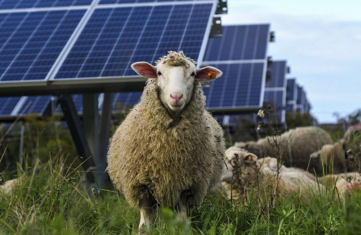 Sheep and solar panels: Using solar sites for pastureland | Climate Change  | bayjournal.com