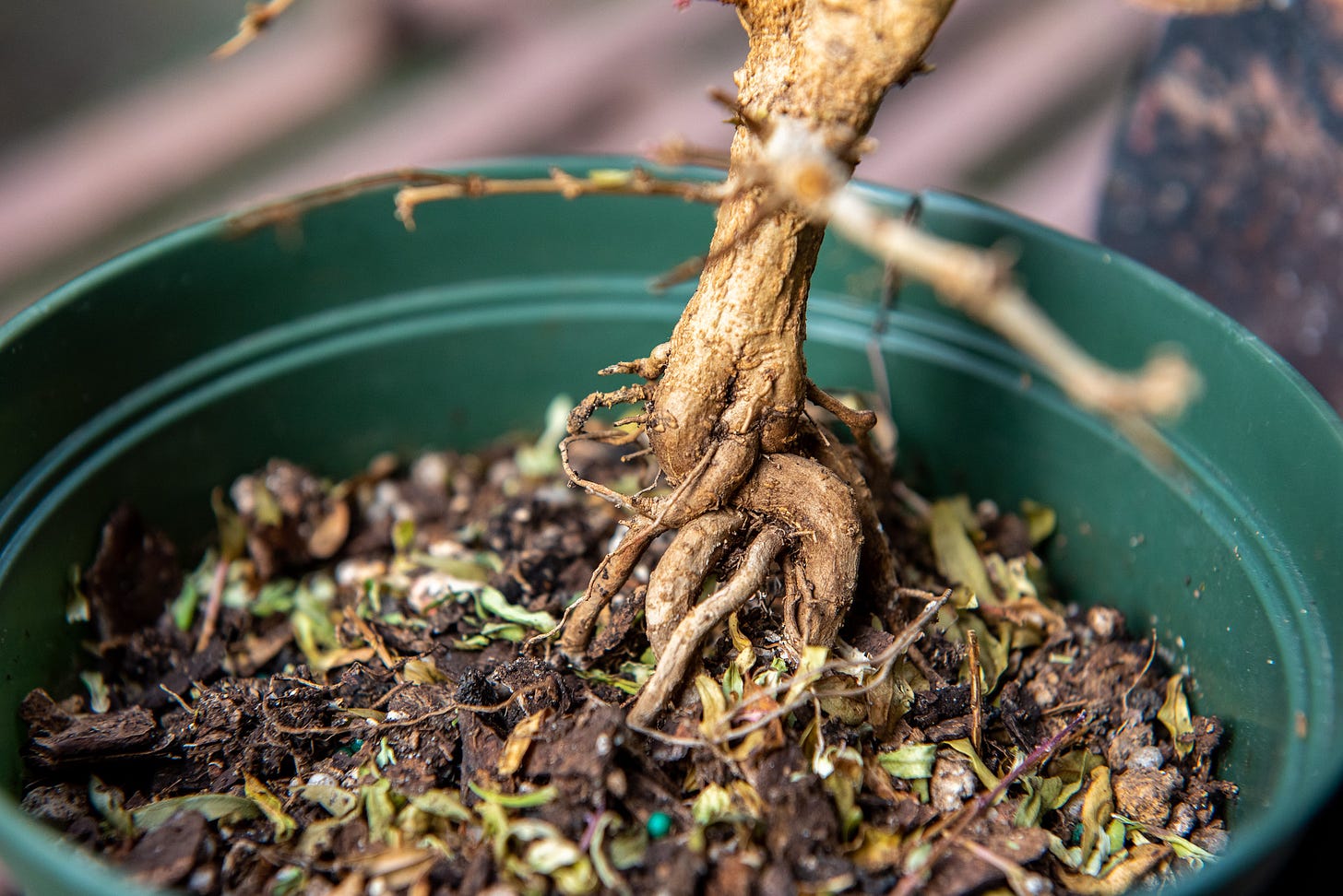 ID: Close up photo of the tangled exposed roots on the pomegranate