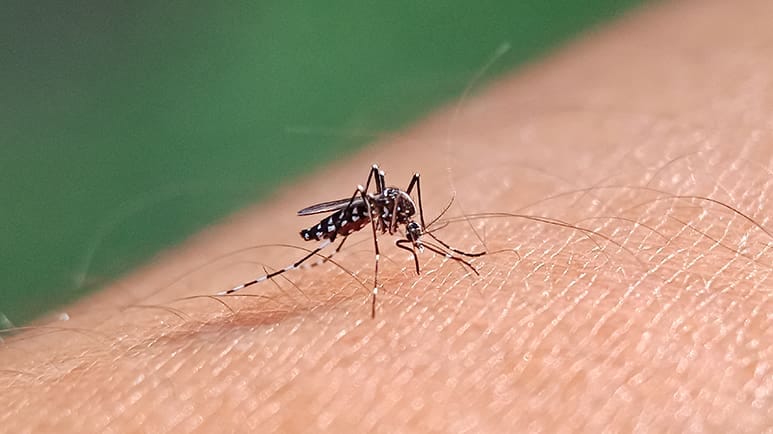 mosquito borne diseases