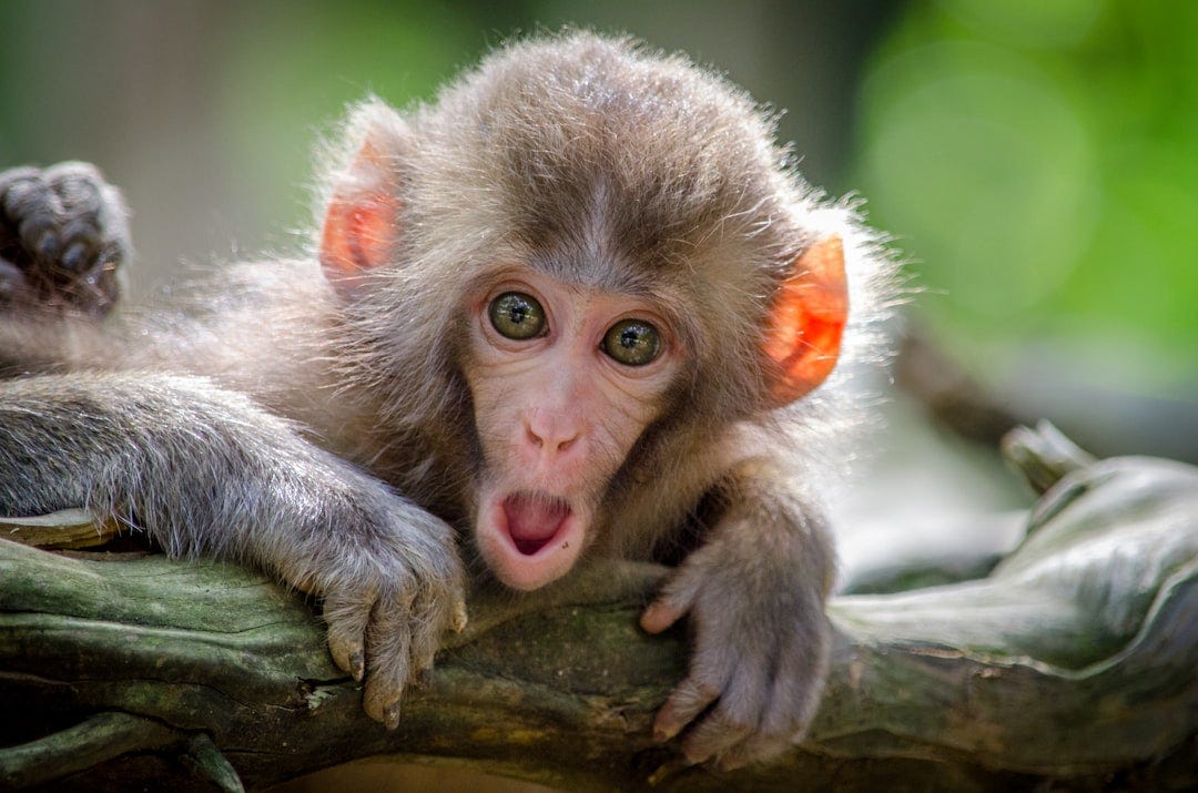 brown coated monkey on branch brown coated monkey on branch