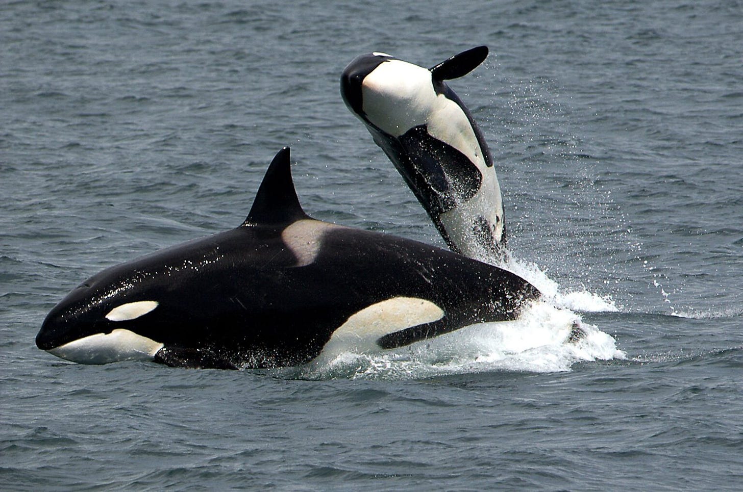 Two killer whales are seen breaching in Alaska waters on June 9, 2005. (Photo by David Ellifrit/NOAA Alaska Fisheries Science Center)