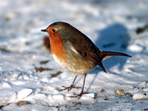 robin-01