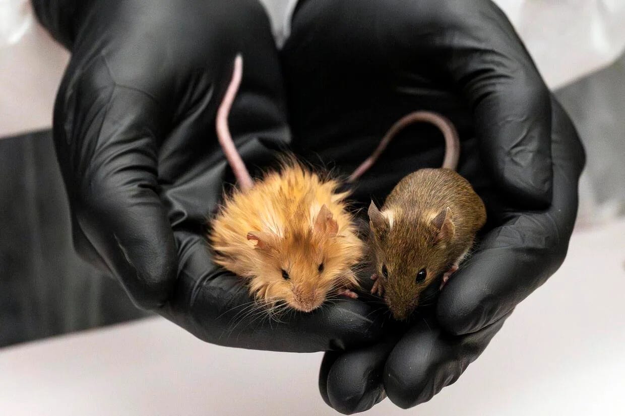 A pair of latex-gloved hands hold two mice, one has much longer hair than the other. It's pretty cute