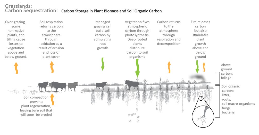 Diagram showing carbon relation to grazing