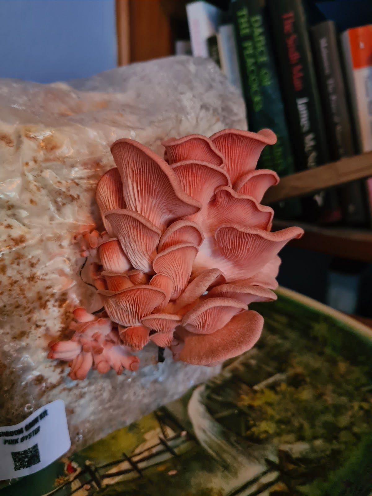 A picture of a crop of pink oyster mushrooms sprouting from a plastic bag of sawdust on a tray