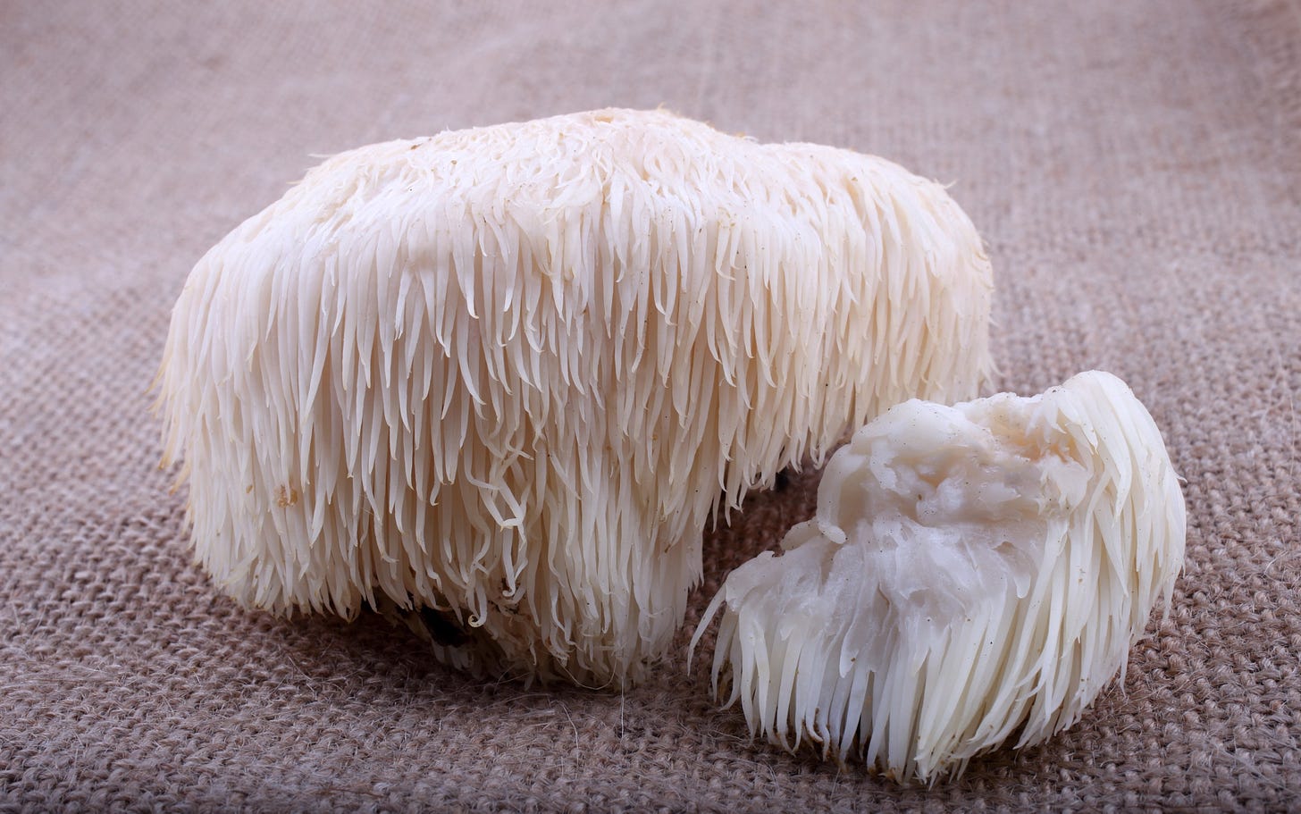 Neuroscientists say this mushroom “stimulates nerve growth and improves memory” – Wel.nl