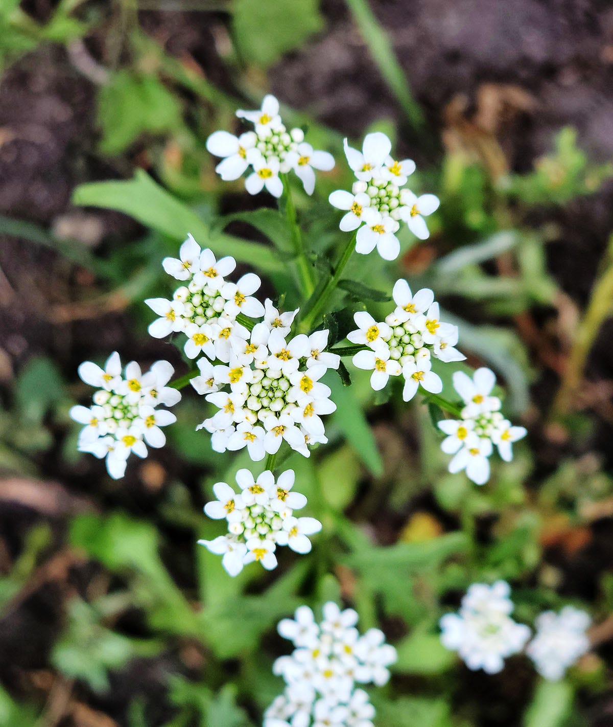 White wildflower in my yard. 