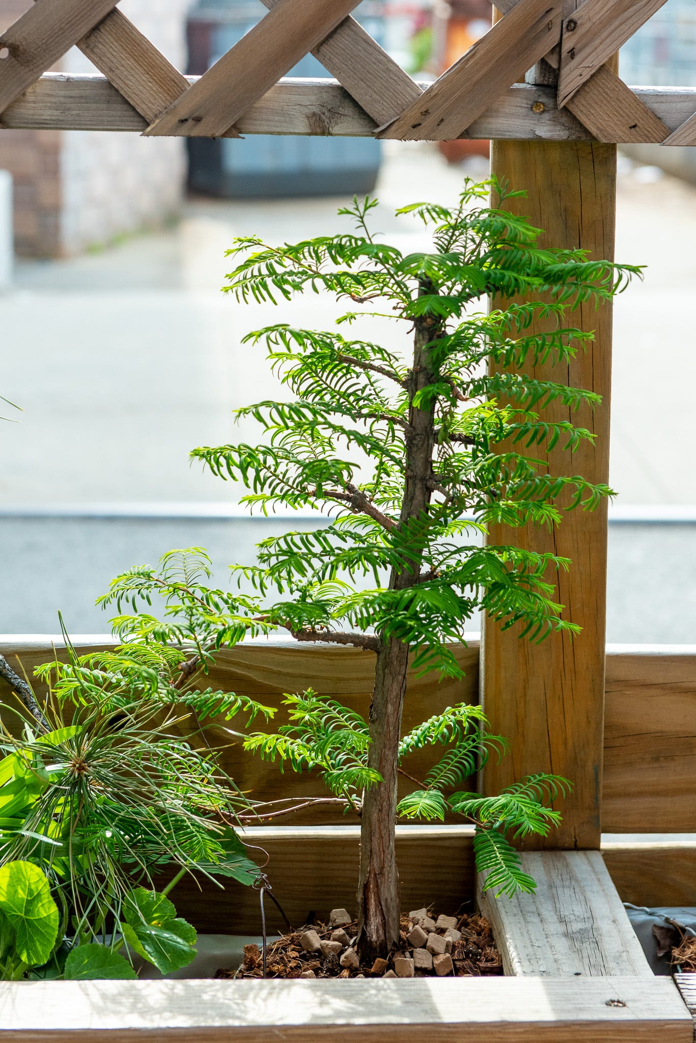 ID: Photo of upright dawn redwood tree planted in its restaurant planter, bushy with new growth.