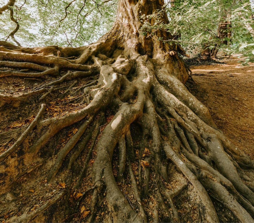 green tree during daytime