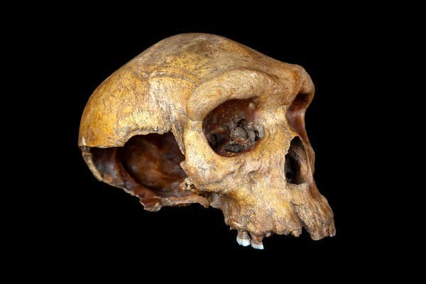 A hominid skull on a black background missing the lower jaw and part of the back of the skull. 