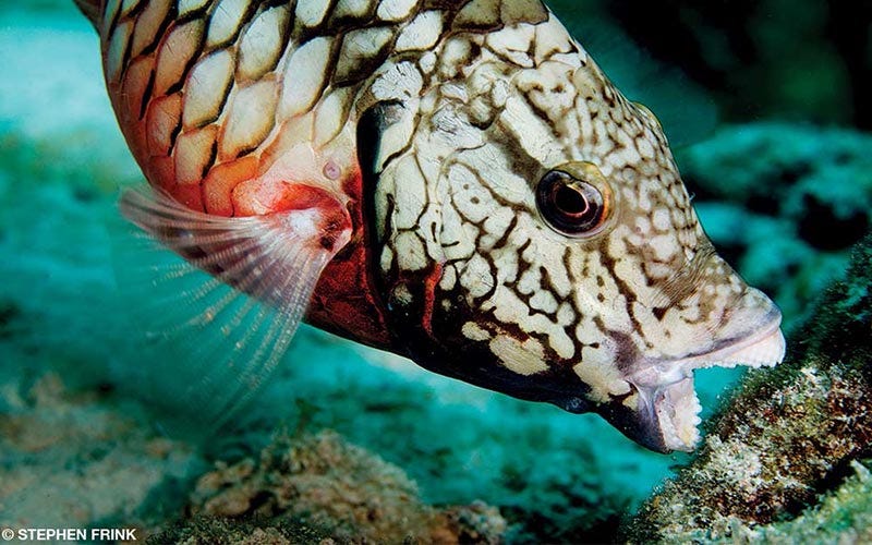Parrotfish: Grazers of the Reef - Divers Alert Network