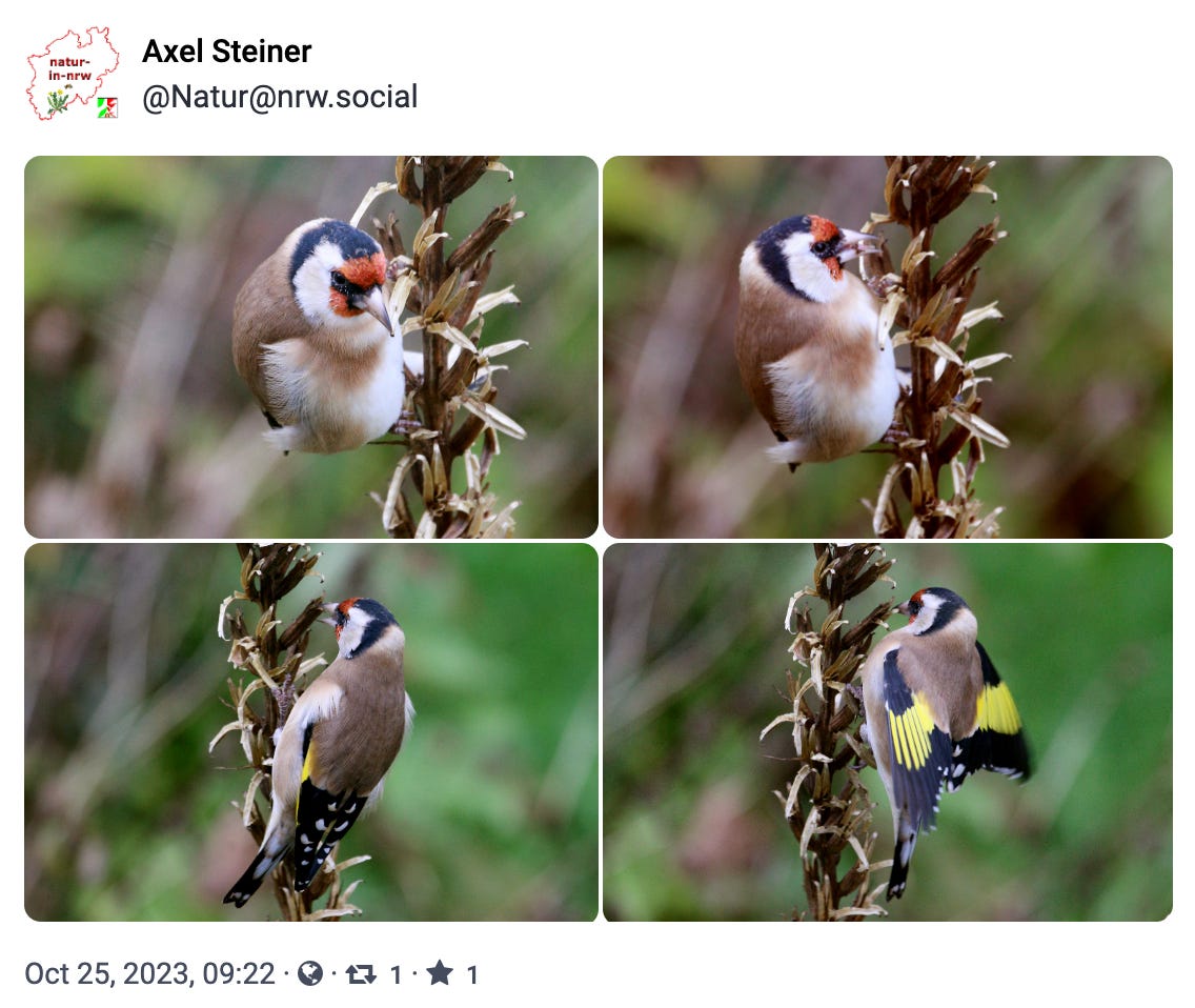 European goldfinch