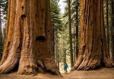 Meet the Giant Sequoia, the 'Super Tree' Built to Withstand ...