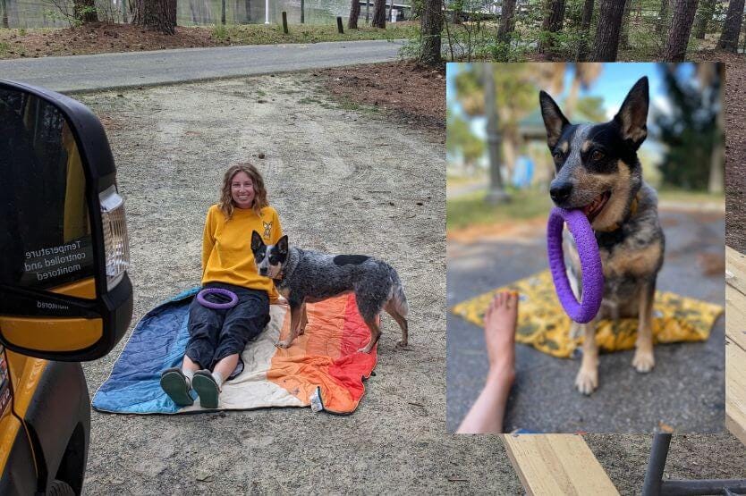 Scout the blue heeler drops her purple puller tug ring on Haley's lap at the edge of our campground. On top of this image, smaller on the right side, is one of Scout holding the ring in her mouth